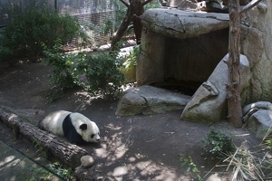 316-5033 San Diego Zoo - Giant Panda 'Gao Gao'